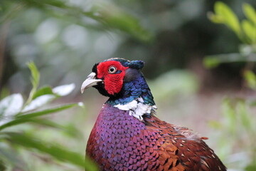 Colorful mature male pheasant walking in bushes in the forest in England, United Kingdom. The rich colors and an amazing look of this bird are a great addition to wide and interesting wildlife in UK