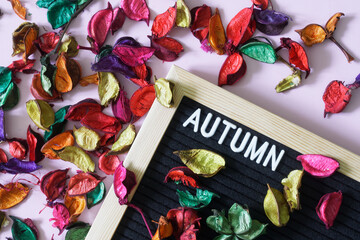 Multi-colored petals and leaves of dried flowers next to blackboard with the inscription autumn on pink background. Concept of autumn mood and the beginning of college or school education.