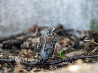 a young thrush chick has just learned to fly and is learning about the world
