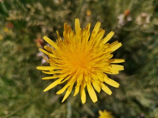 yellow dandelion flower