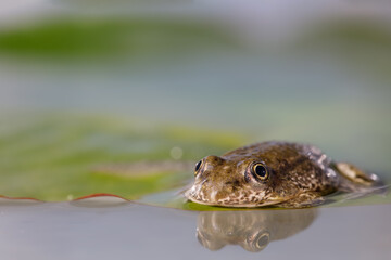 A very young brown frog rests on a water lily leaf seeming to be very sad, Rana temporaria