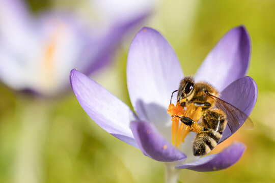 Honey bee in a crocus flower, apis mellifera