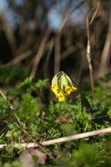 Close up of a cowslip flower in the woods