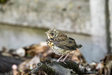 a young thrush chick has just learned to fly and is learning about the world