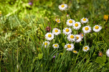 Fototapeta premium Delicate daisies on a green meadow. First spring wildflowers. High quality photo