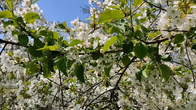 White cherry flowers in sunny weather. Exuberant cherry blossoms in spring in May. Flowering spectacular berry branches in the wind. Video footage of nature HD.