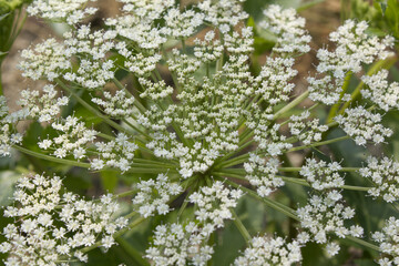 close up Angelica flower in natural background.