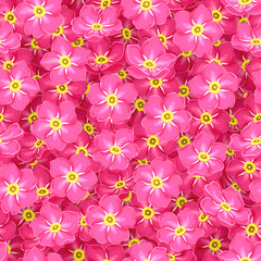 pink forget-me-not flowers summer floral seamless pattern, vector illustration