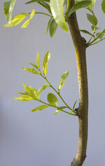 Leaves hanging from a jujube tree branch.