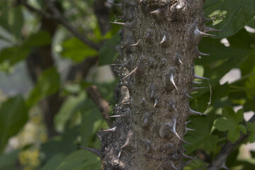 close up Kalopanax septemlobus branch with prickle.