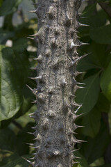 close up Kalopanax septemlobus branch with prickle.