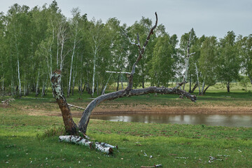 old dead tree near a small pond in the forest