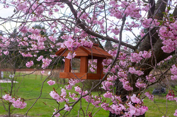Sakura - kwitnąca wiśnia japońska