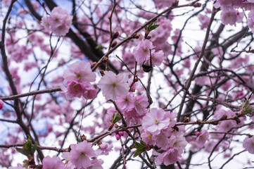 Sakura - kwitnąca wiśnia japońska - obrazy, fototapety, plakaty