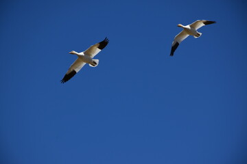 Snow geese in spring, Montmagny, Québec, Canada