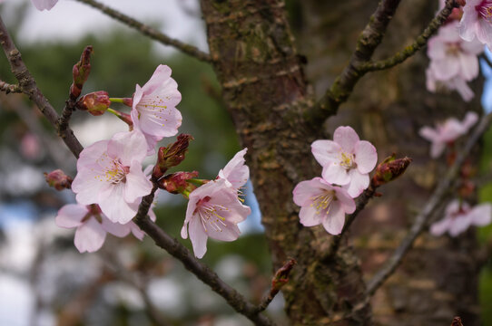 Sakura - kwitnąca wiśnia japońska