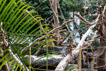Monkeys climb ropes in the zoo, a wildlife sanctuary.