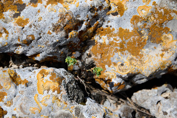 Landscapes and plants in the area of the Ayuna water stream. River Nahal Ayun. Reserve and national park. Upper Galilee, Israel
