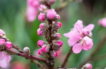 Obraz premium Pink cherry flowers in the garden. Sakura blooming in spring