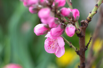 Fototapeta premium Pink cherry flowers in the garden. Sakura blooming in spring