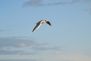 Seagull in The sky
