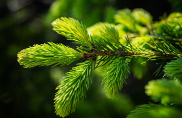 Pine branches at sunlight. Selective focus. Shallow depth of field.