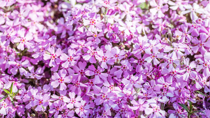 Flowers of Phlox subulata in the garden at springtime.