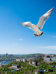 Flying seagull over blue sky.