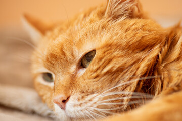 Lovely red cat. Soft focus.