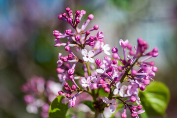 Close-up lilac flowers at spring. Selective focus with shallow depth of field.