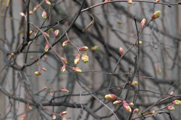 Tree branches with blooming foliage close-up. The first leaves on the branch. Awakening of nature. Spring background.