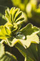 Silbermantel / Frauenmantel