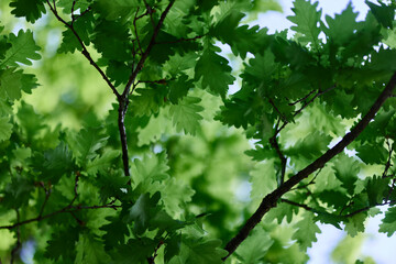Beautiful fresh spring green leaves of the oak tree on the branches against the blue sky