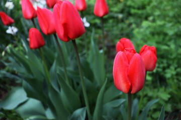 Beautiful delicate flowers in garden