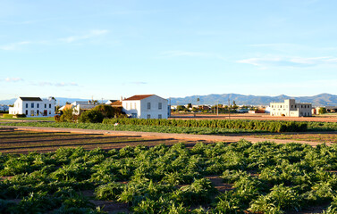 Farmland and farm field in rural. Village house at agriculture field in countryside. Land horchata. Sowing grain and harvesting. Alboraya agriculture. Almácera​ Wineries and Vineyard. Olive soil..