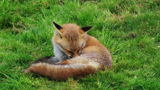  Young Red Fox (Vulpes vulpes) Playing