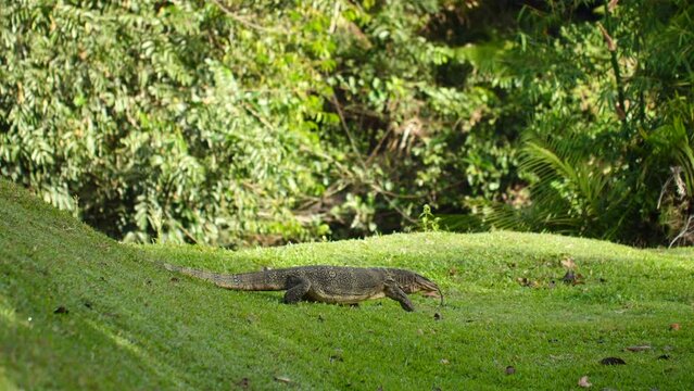 Asian Water Monitor lizard varanus salvator walking on green lawn in park. Big wildlife predator in wild nature. Environment end ecosystem concept