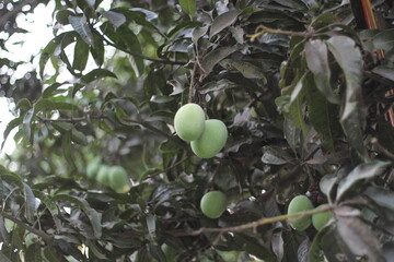 A bunch of mango hanging on the tree, Fresh green mangoes