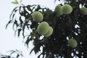 A bunch of mango hanging on the tree, Fresh green mangoes