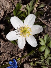 Schöne weiße Blume