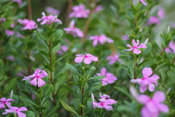 Fototapeta premium A bunch of rosy periwinkle flowers blooming, rosy periwinkle flower garden