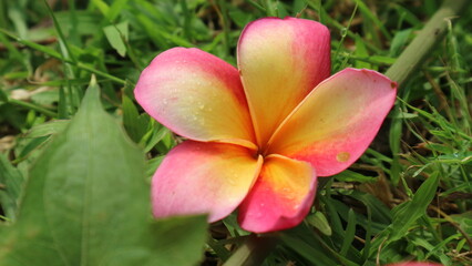 frangipani flower
