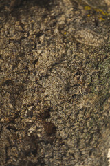 Detailed texture of fig wood