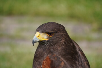 Harris's hawk