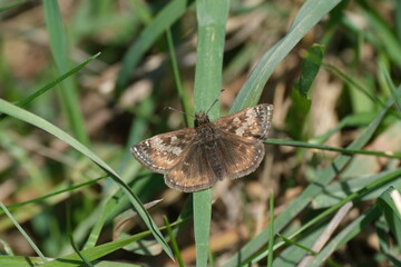 Close up of a dingy skipper butterfly on a blade of grass in nature