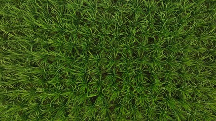 grass aerial view