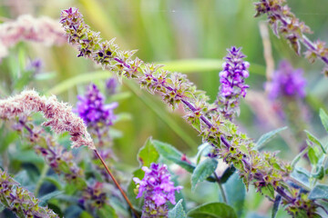 Wild medicinal plant Stachys palustris