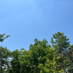 trees and sky