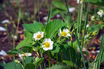 White strawberry flowers on a garden bed