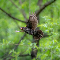Female red-winged blackbird in flight with insect in beak